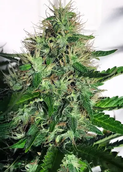Cannabis Light Feminized by Ministry of Cannabis, Photoperiod cannabis strain