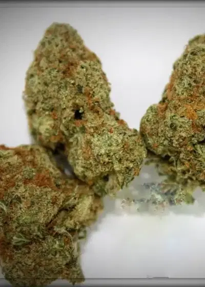 Cannacotta by Tastebudz Genetics, Photoperiod cannabis strain