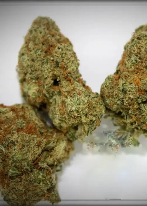 Cannacotta by Tastebudz Genetics, Photoperiod cannabis strain