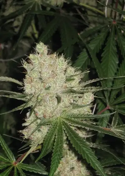 Cannalope Haze by DNA Genetics, Photoperiod cannabis strain