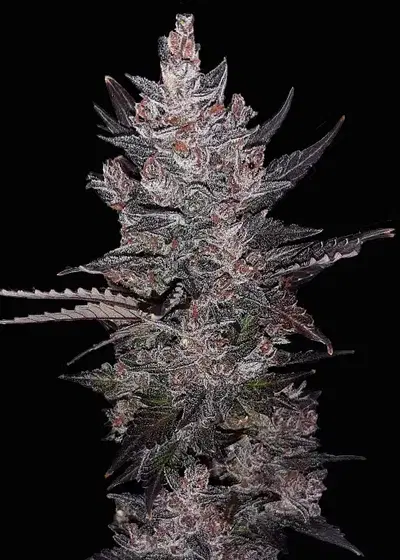 Cannleya Automatic by Club Riot Seeds, Autoflower cannabis strain