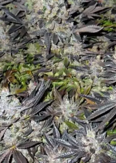 Canuk Cookies by Canuk Seeds, Photoperiod cannabis strain