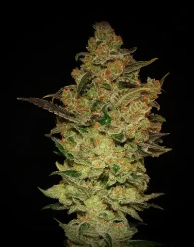 Caprichosa Thai by Elite Seeds, Photoperiod cannabis strain
