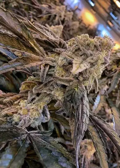 Capulator – MAC 1 by Capulator, Photoperiod cannabis strain