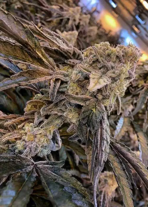 Capulator – MAC 1 by Capulator, Photoperiod cannabis strain
