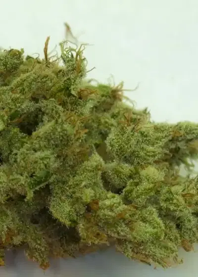 Caramel Cough by Dynasty Seeds, Photoperiod cannabis strain