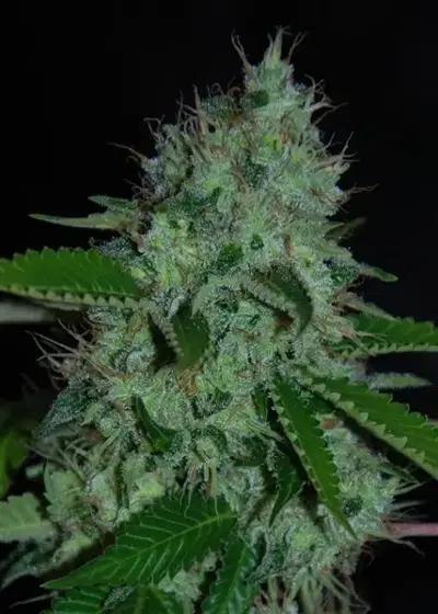 Caramel Creme Auto by Lineage Genetics, Autoflower cannabis strain