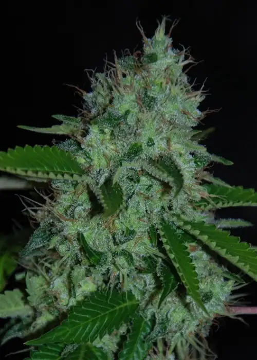 Caramel Creme Auto by Lineage Genetics, Autoflower cannabis strain