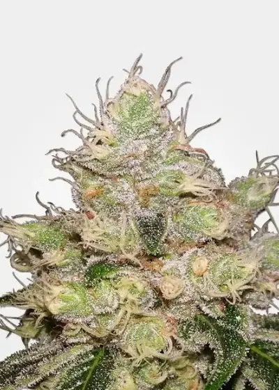 Caramelicious Autoflower by MSNL Seeds, Autoflower cannabis strain