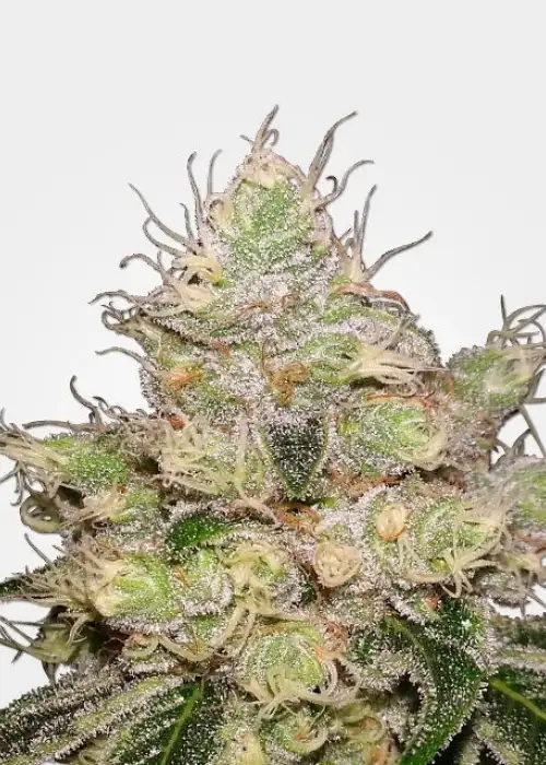 Caramelicious Autoflower by MSNL Seeds, Autoflower cannabis strain