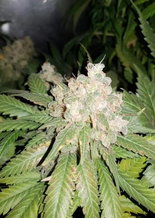 Caramelino by Victory Seeds, Photoperiod cannabis strain