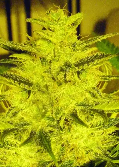 Caramella Auto by Expert Seeds, Autoflower cannabis strain