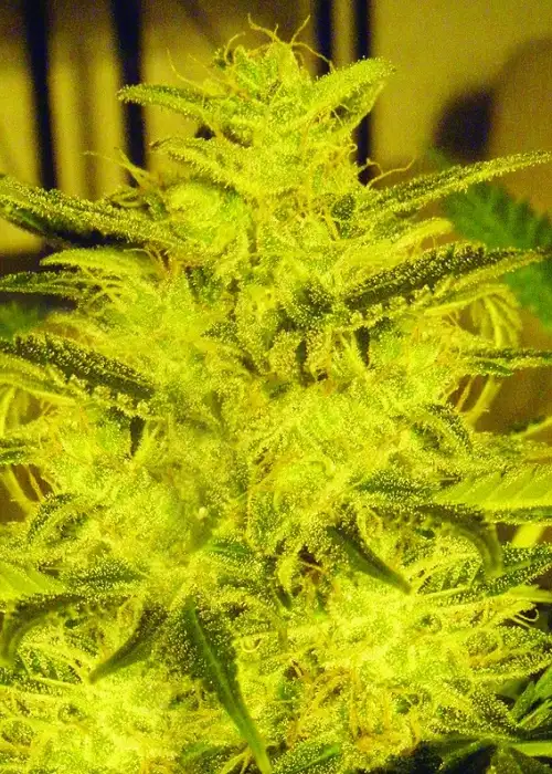Caramella Auto by Expert Seeds, Autoflower cannabis strain