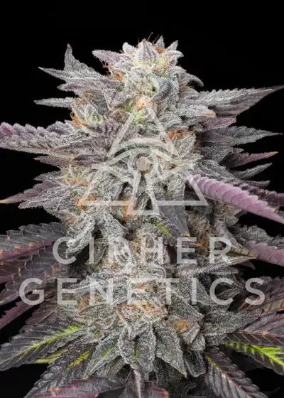Caramelz by Cipher Genetics, Photoperiod cannabis strain