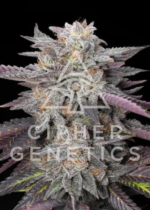 Caramelz by Cipher Genetics, Photoperiod cannabis strain