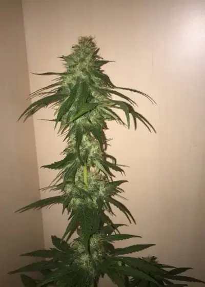 Caribe by Cannabiogen Seeds, Photoperiod cannabis strain