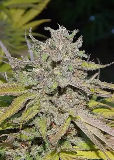 Carlifornia Dreaming cannabis strain