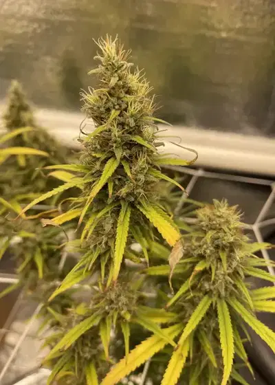 Carmen x Durban Poison by Homegrown Cannabis Co, Photoperiod cannabis strain