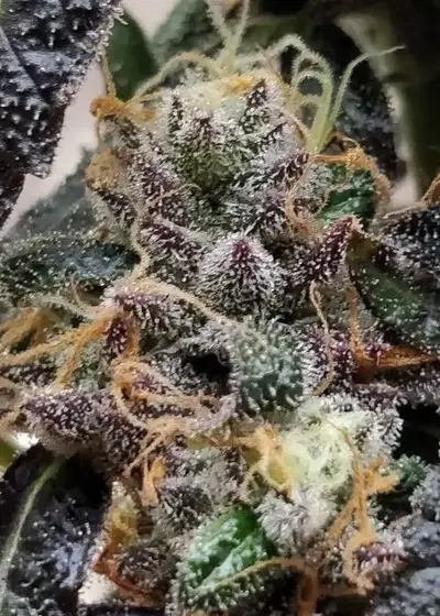 Carol Bazkins by Umami Seed Co, Photoperiod cannabis strain