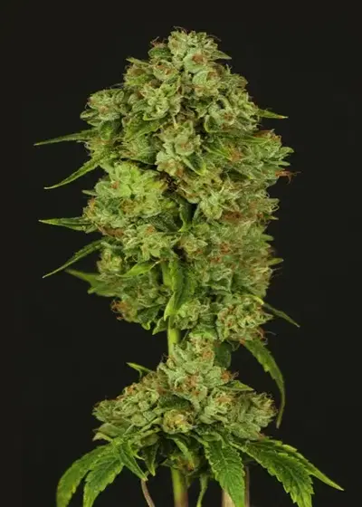 Casey Jones by Head Seeds, Photoperiod cannabis strain