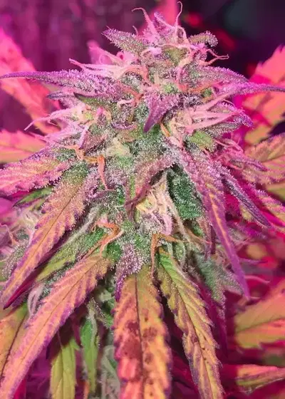 Cash Crop by Cream of the Crop Seeds, Autoflower cannabis strain