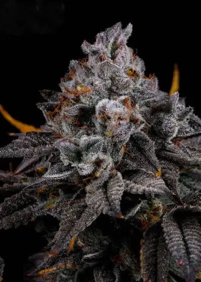 Cat Nip by LIT Farms (Lost In Translation), Photoperiod cannabis strain