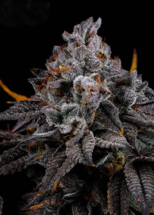 Cat Nip by LIT Farms (Lost In Translation), Photoperiod cannabis strain