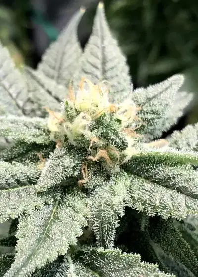 Catalina Wine Mixer by Greenpoint Seeds, Photoperiod cannabis strain