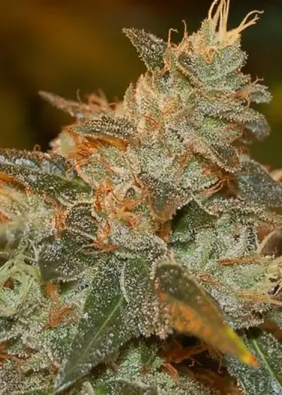 Cataract Kush by DNA Genetics, Photoperiod cannabis strain