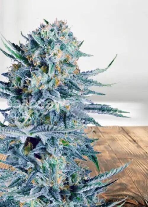 CB Dream by Sunwest Genetics, Photoperiod cannabis strain
