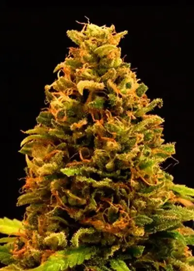 CBD #11 by Shaman Genetics, Photoperiod cannabis strain
