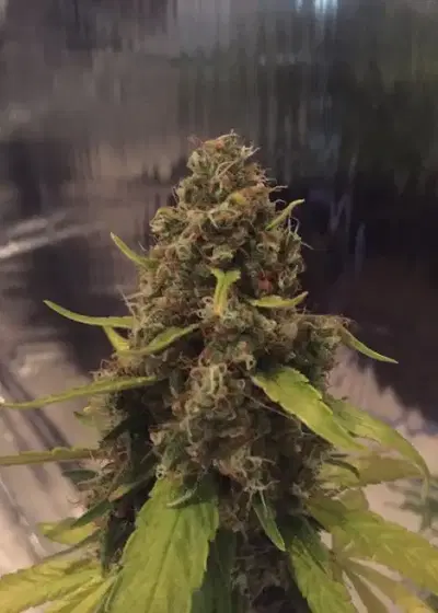 CBD 3D by CBD-crew, Photoperiod cannabis strain