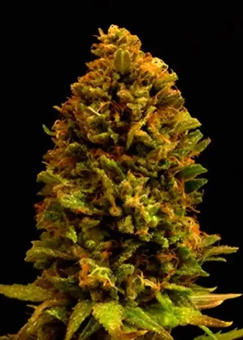 CBD #77 by Shaman Genetics, Photoperiod cannabis strain