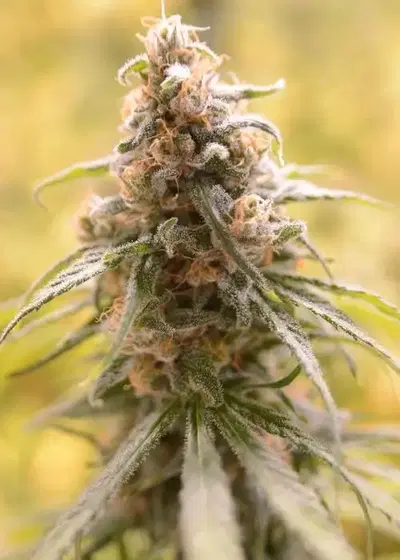 CBD Afghani by House of the Great Gardener, Photoperiod cannabis strain