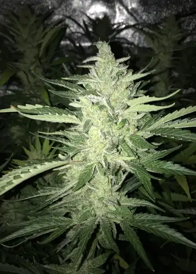 CBD Auto Cheese by Crop King Seeds, Autoflower cannabis strain