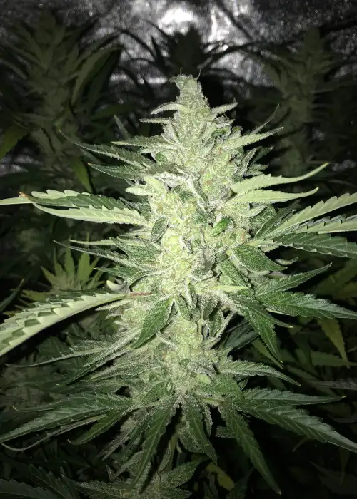 CBD Auto Cheese by Crop King Seeds, Autoflower cannabis strain