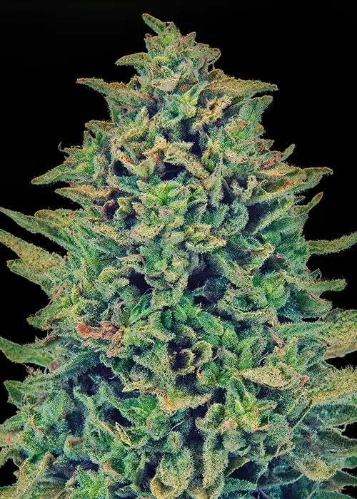 CBD Blue Shark by Barney's Farm, Photoperiod cannabis strain