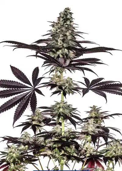 CBD+ Caramelice Auto by Positronics Seeds, Autoflower cannabis strain