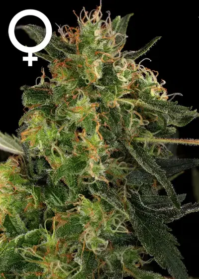CBD-Chronic by Serious Seeds, Photoperiod cannabis strain