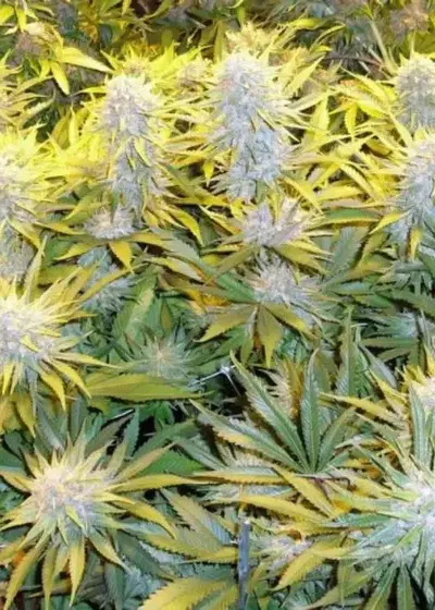 CBD Critical Mass by Dutch-Headshop Seeds, Photoperiod cannabis strain