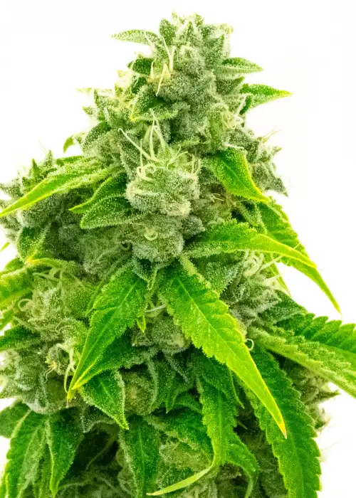CBDiesel by Shaman Genetics, Photoperiod cannabis strain