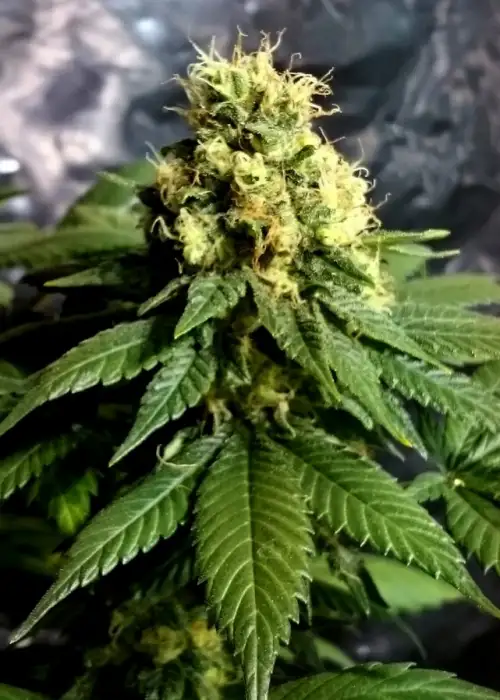CBD Divine by CBD-crew, Photoperiod cannabis strain