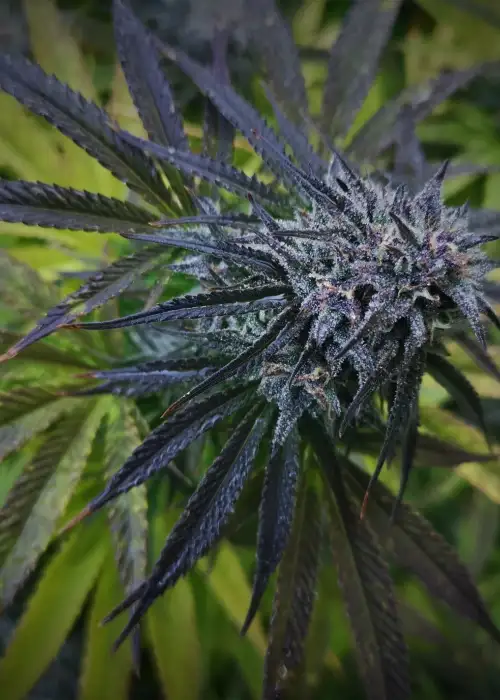 CBD Dragon F3 by 7 East Genetics, Photoperiod cannabis strain