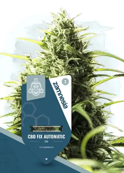 CBD Fix Automatic cannabis strain