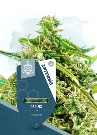 CBD Fix by Zamnesia Seeds, Photoperiod cannabis strain