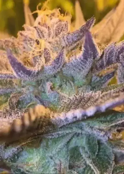 CBD Girl Scout Cookies by CBD-crew, Photoperiod cannabis strain