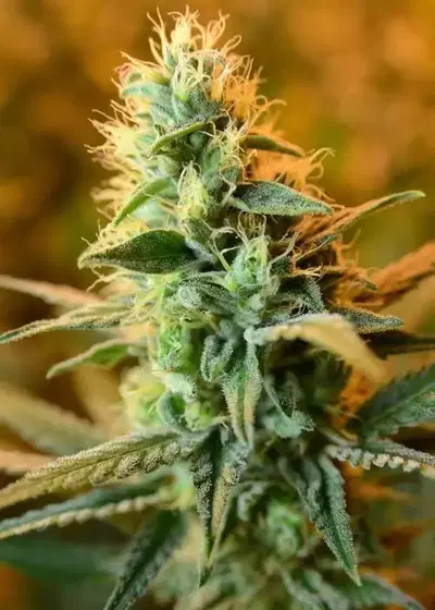 CBD Jean Guy by House of the Great Gardener, Photoperiod cannabis strain