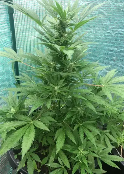 CBD Kush by Cannarado Genetics, Photoperiod cannabis strain