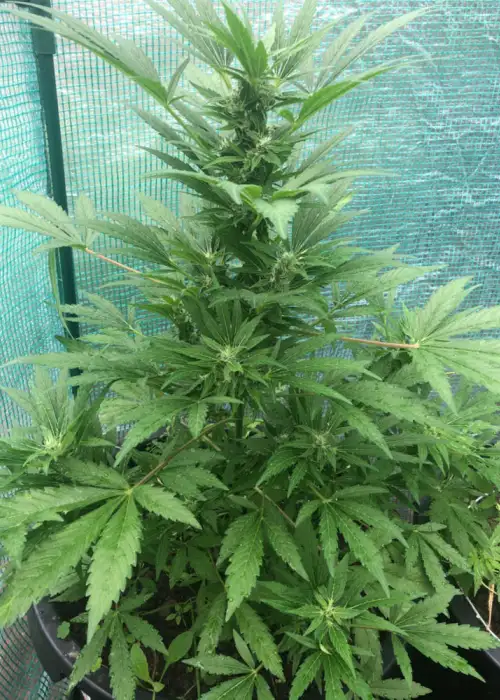 CBD Kush by Cannarado Genetics, Photoperiod cannabis strain