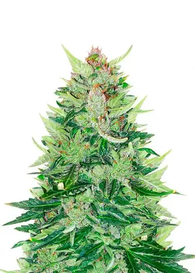 CBD Lemon Auto by Herbies Seeds, Autoflower cannabis strain